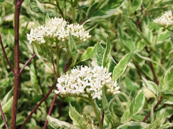 Cornus alba "Elegantissima" - (Weißbunter Hartriegel),